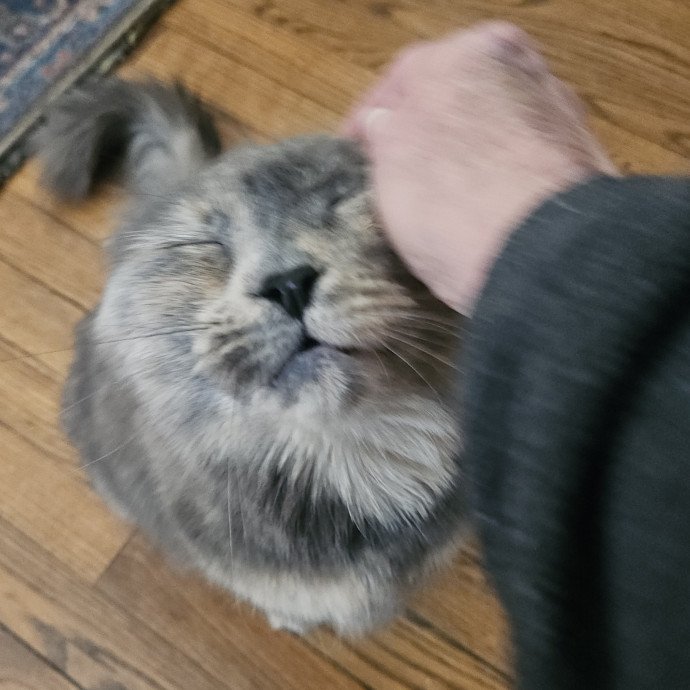 Blue Ribbon Cat Sitter Of Queen City