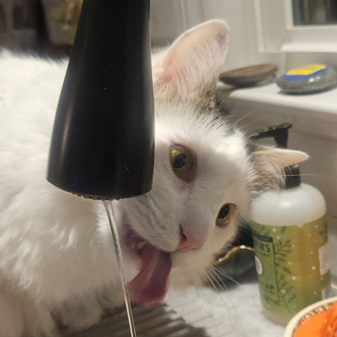 Blue Ribbon Cat Sitter Of Queen City