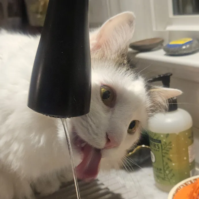 Blue Ribbon Cat Sitter Of Queen City