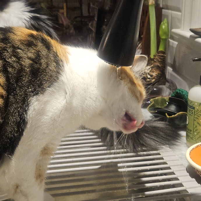 Blue Ribbon Cat Sitter Of Queen City