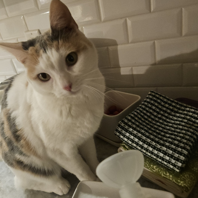 Blue Ribbon Cat Sitter Of Queen City