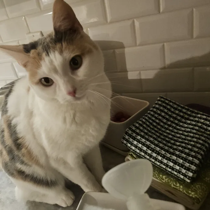 Blue Ribbon Cat Sitter Of Queen City