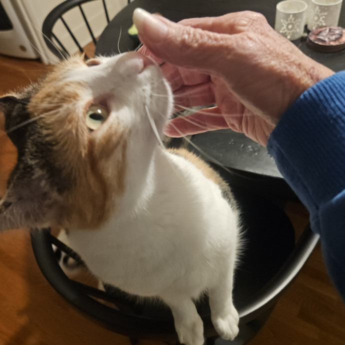Blue Ribbon Cat Sitter Of Queen City