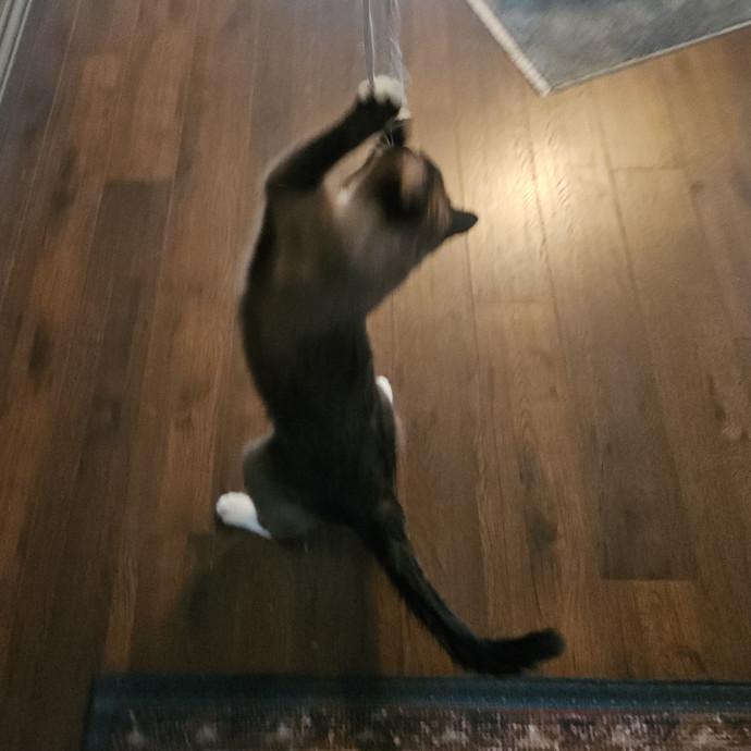 Blue Ribbon Cat Sitter Of Queen City