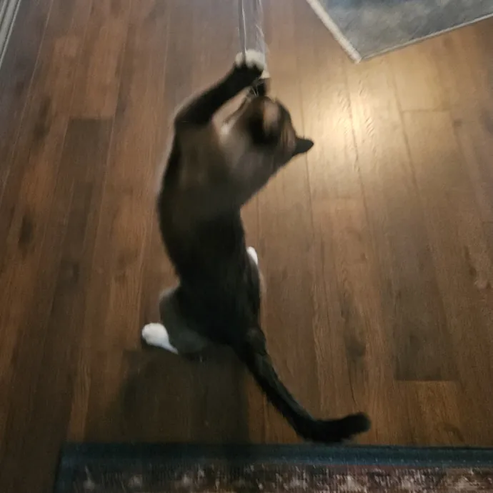 Blue Ribbon Cat Sitter Of Queen City