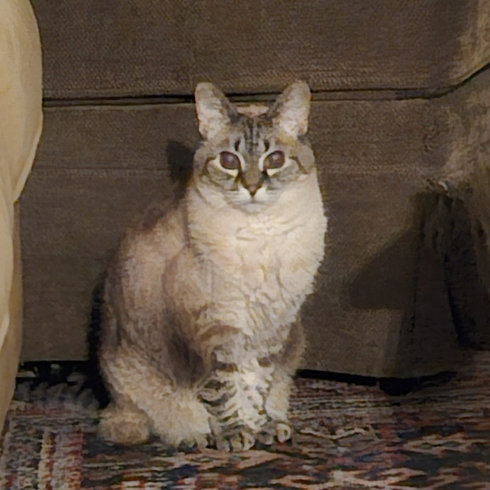 Blue Ribbon Cat Sitter Of Queen City
