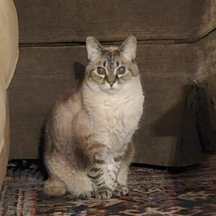 Blue Ribbon Cat Sitter Of Queen City