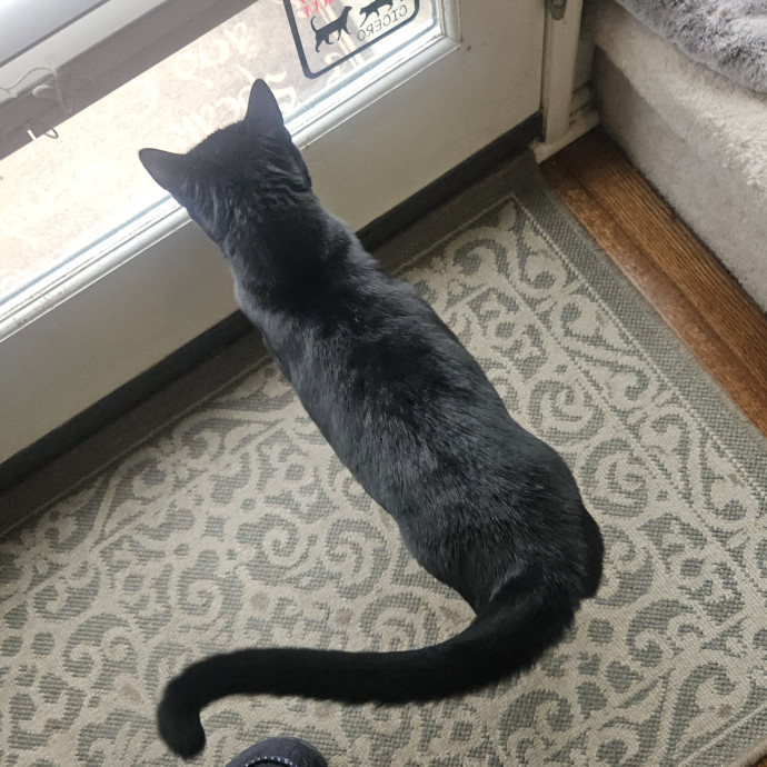 Blue Ribbon Cat Sitter Of Queen City
