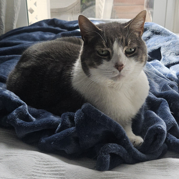 Blue Ribbon Cat Sitter Of Queen City