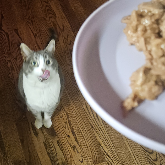 Blue Ribbon Cat Sitter Of Queen City