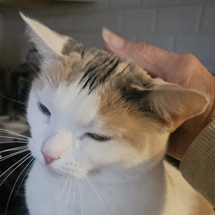 Blue Ribbon Cat Sitter Of Queen City