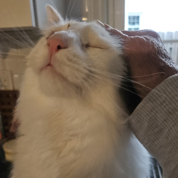 Blue Ribbon Cat Sitter Of Queen City