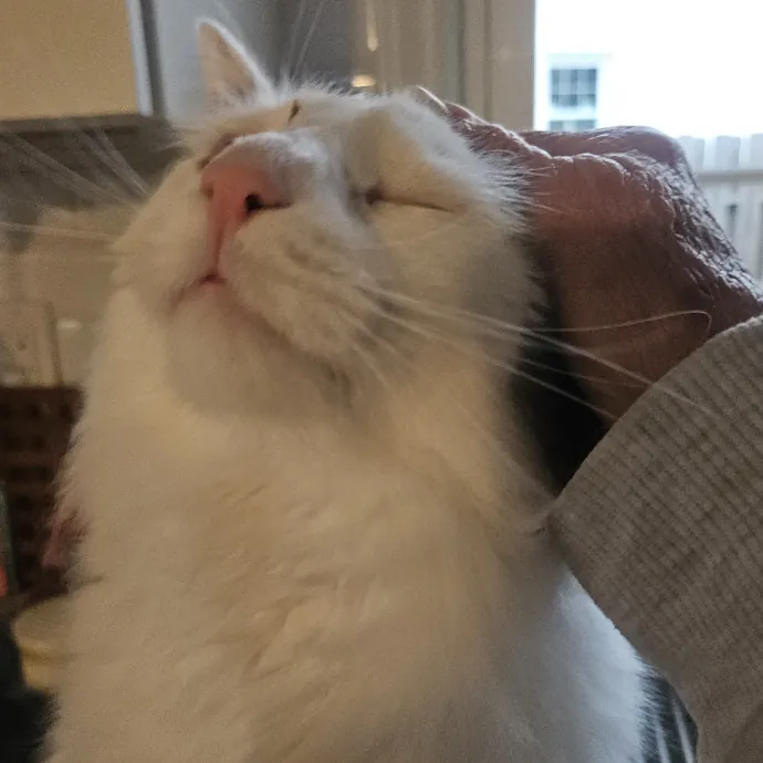 Blue Ribbon Cat Sitter Of Queen City