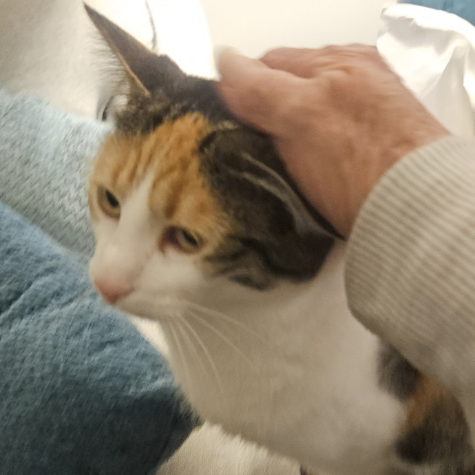 Blue Ribbon Cat Sitter Of Queen City