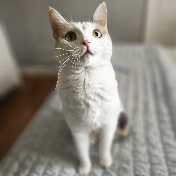 Blue Ribbon Cat Sitter Of Queen City