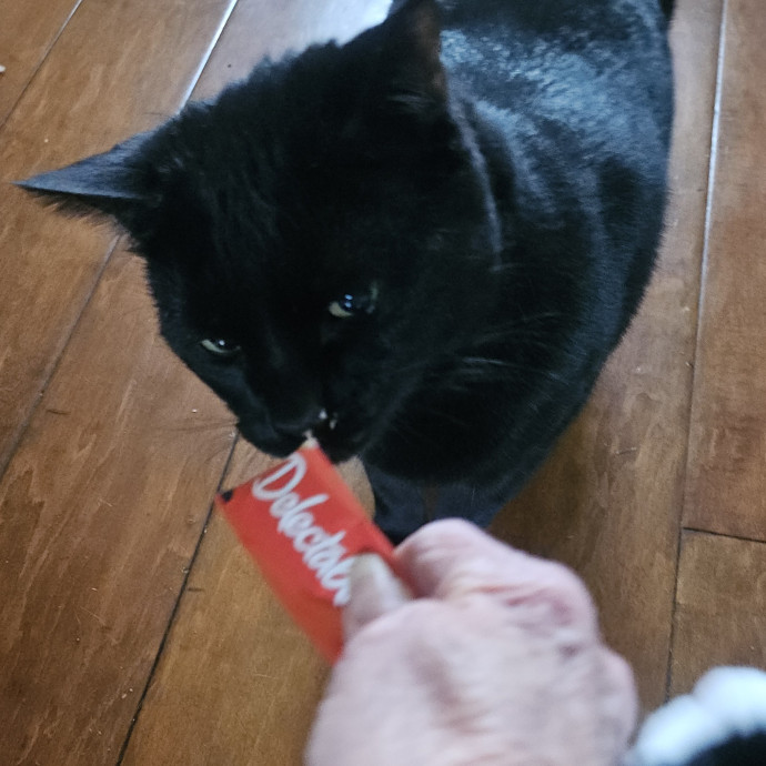 Blue Ribbon Cat Sitter Of Queen City