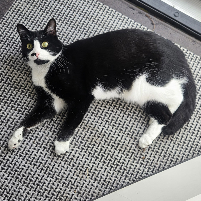 Blue Ribbon Cat Sitter Of Queen City