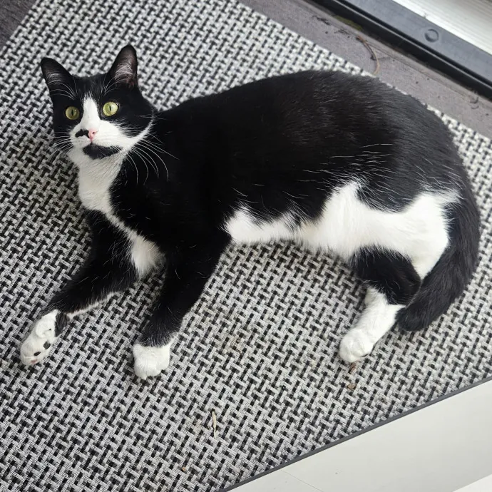 Blue Ribbon Cat Sitter Of Queen City