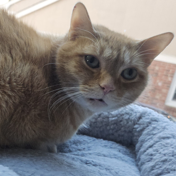 Blue Ribbon Cat Sitter Of Queen City