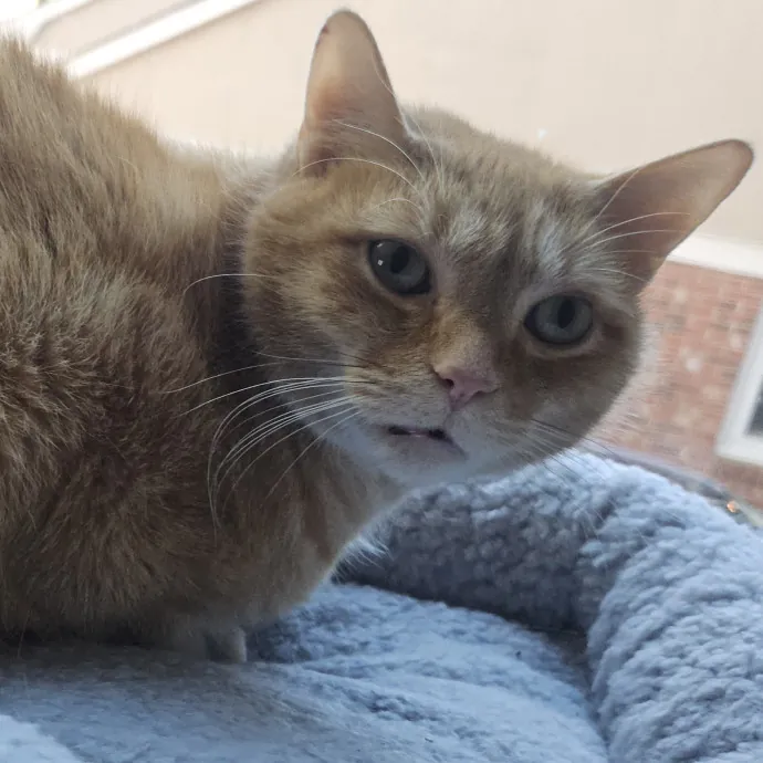 Blue Ribbon Cat Sitter Of Queen City