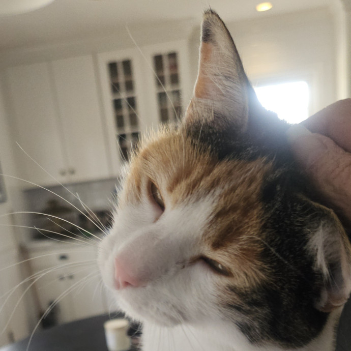 Blue Ribbon Cat Sitter Of Queen City