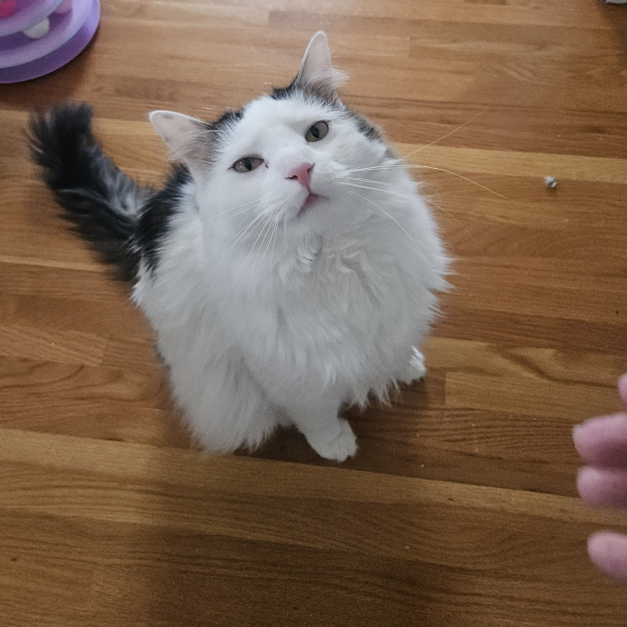 Blue Ribbon Cat Sitter Of Queen City