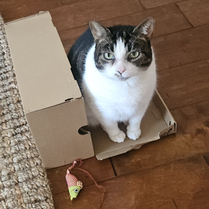 Blue Ribbon Cat Sitter Of Queen City