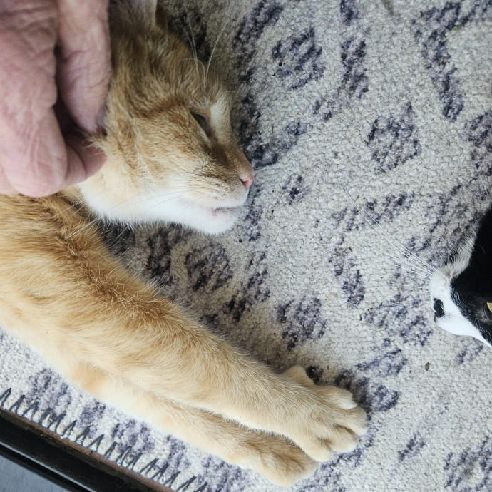 Blue Ribbon Cat Sitter Of Queen City