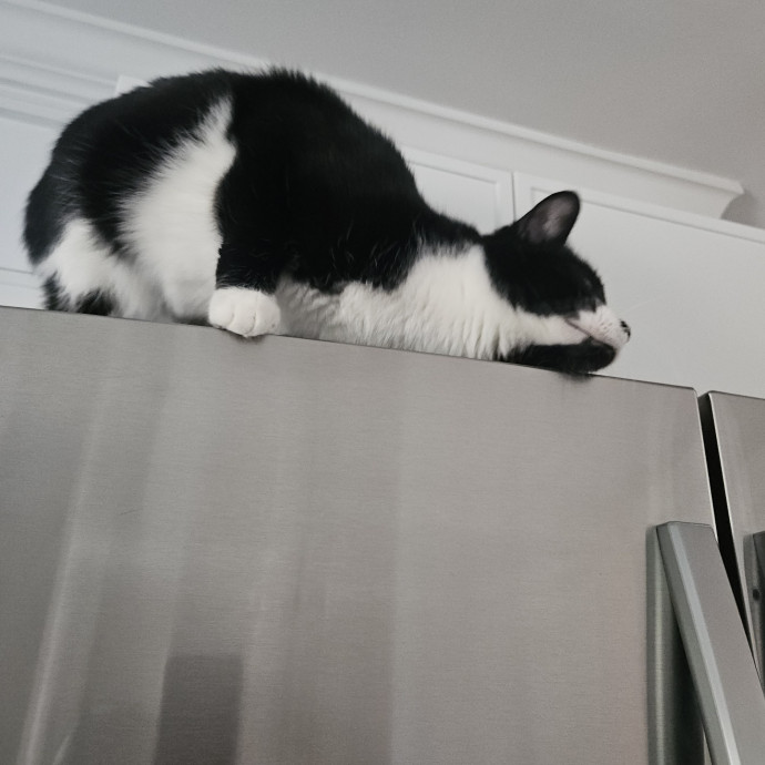 Blue Ribbon Cat Sitter Of Queen City