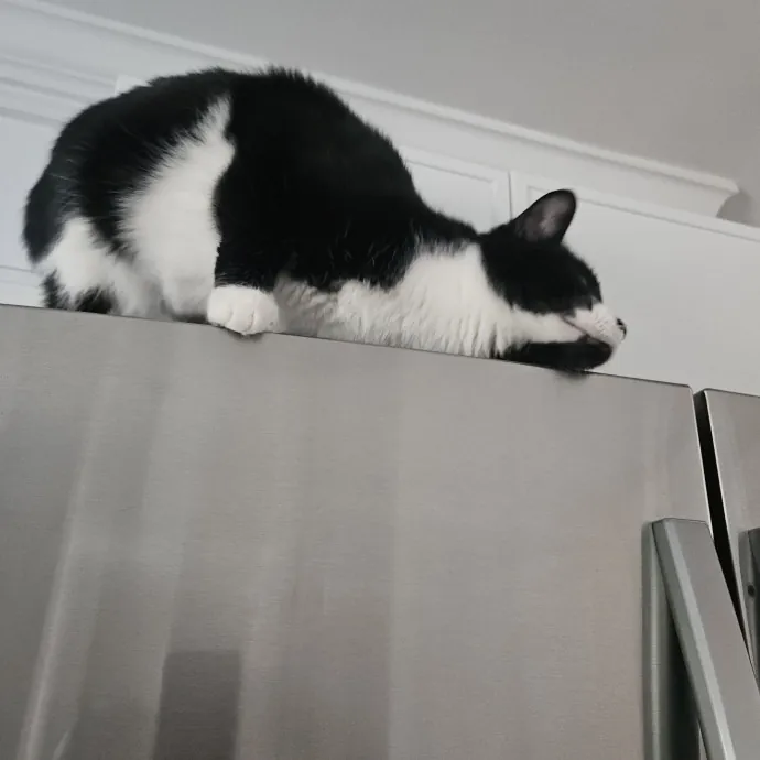 Blue Ribbon Cat Sitter Of Queen City