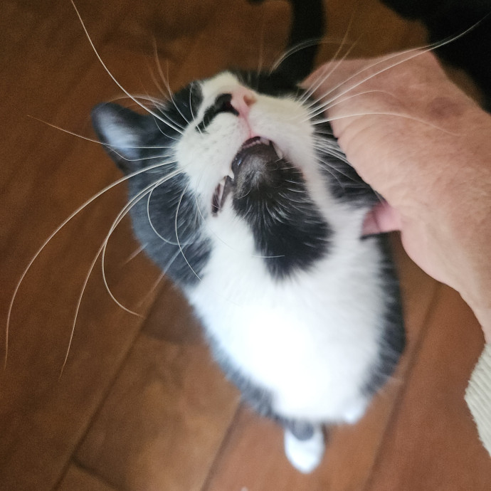 Blue Ribbon Cat Sitter Of Queen City
