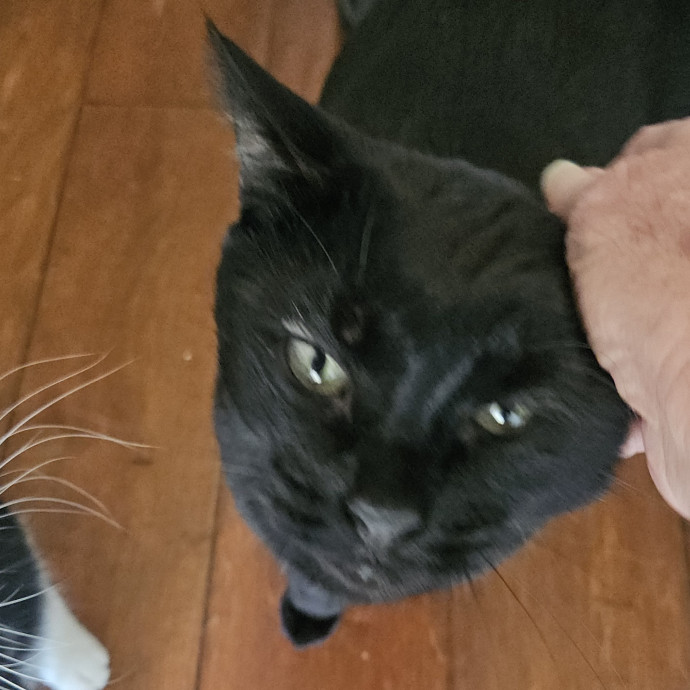 Blue Ribbon Cat Sitter Of Queen City