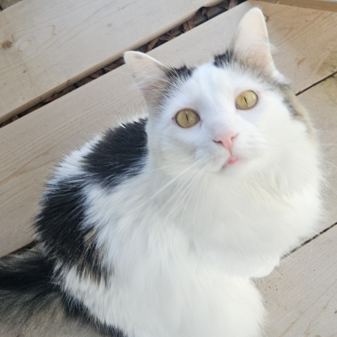 Blue Ribbon Cat Sitter Of Queen City