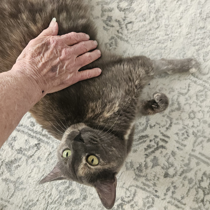 Blue Ribbon Cat Sitter Of Queen City