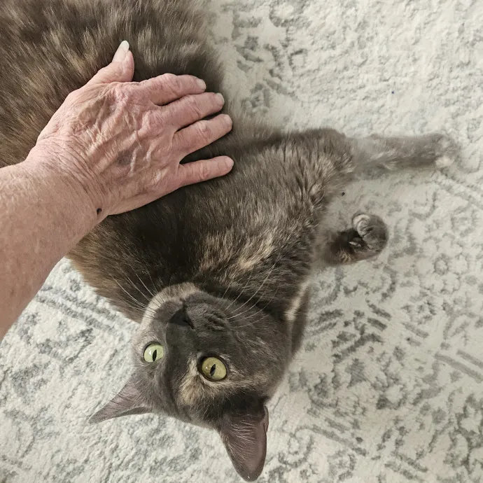 Blue Ribbon Cat Sitter Of Queen City