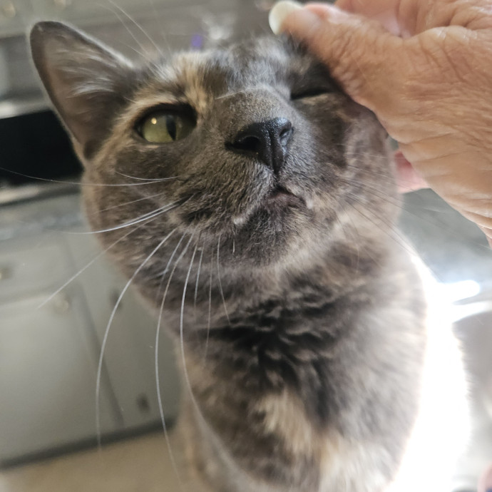Blue Ribbon Cat Sitter Of Queen City