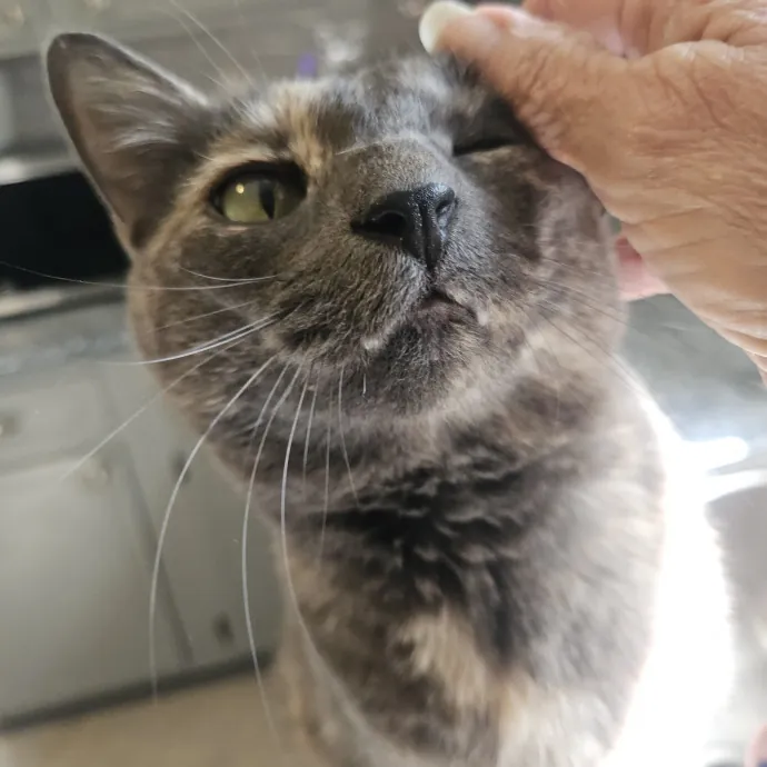 Blue Ribbon Cat Sitter Of Queen City