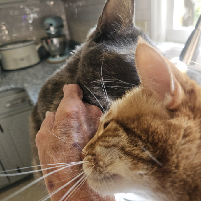 Blue Ribbon Cat Sitter Of Queen City