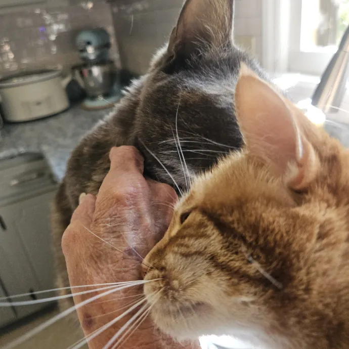 Blue Ribbon Cat Sitter Of Queen City