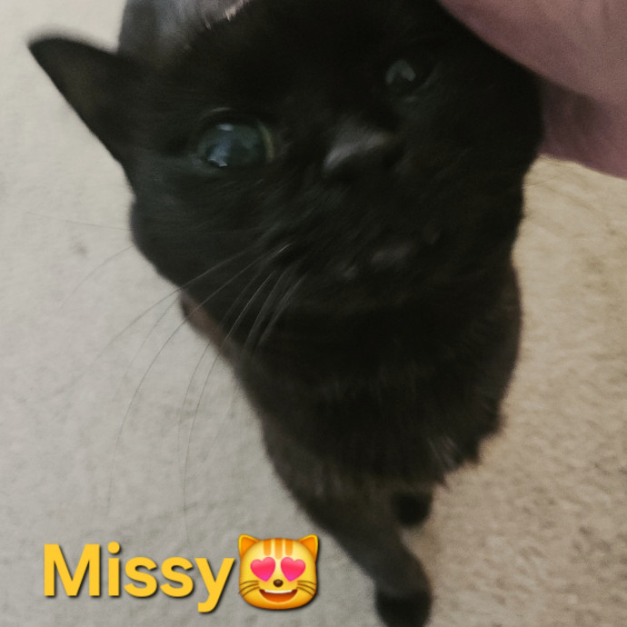 Blue Ribbon Cat Sitter Of Queen City