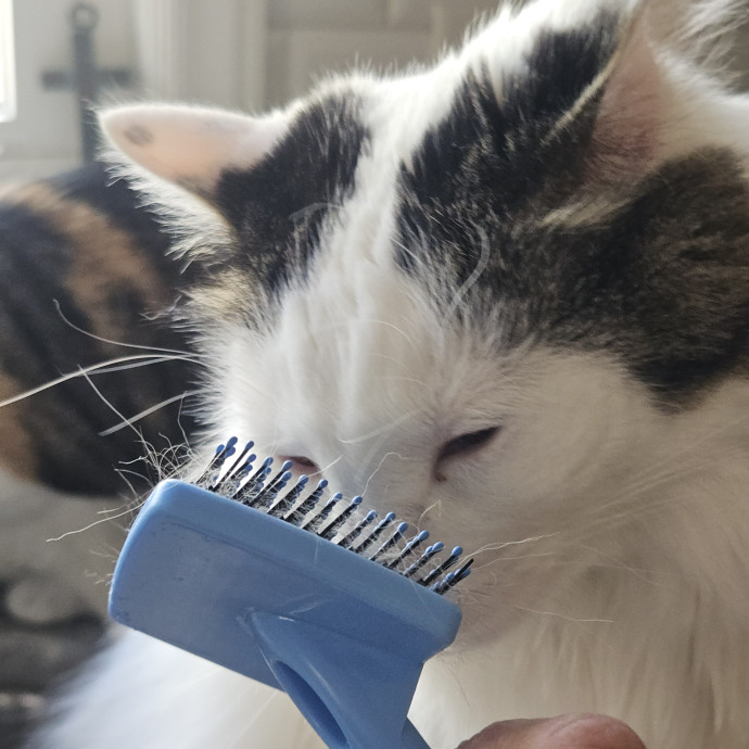 Blue Ribbon Cat Sitter Of Queen City