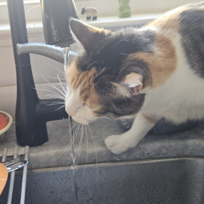 Blue Ribbon Cat Sitter Of Queen City