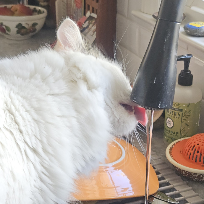 Blue Ribbon Cat Sitter Of Queen City