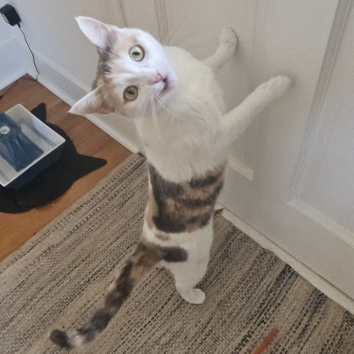 Blue Ribbon Cat Sitter Of Queen City