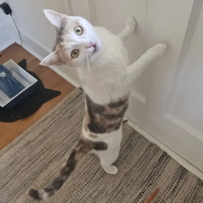 Blue Ribbon Cat Sitter Of Queen City