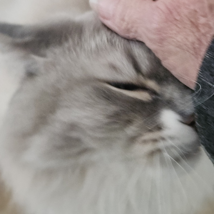 Blue Ribbon Cat Sitter Of Queen City