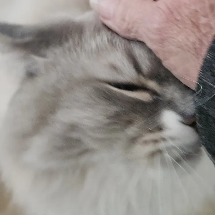 Blue Ribbon Cat Sitter Of Queen City