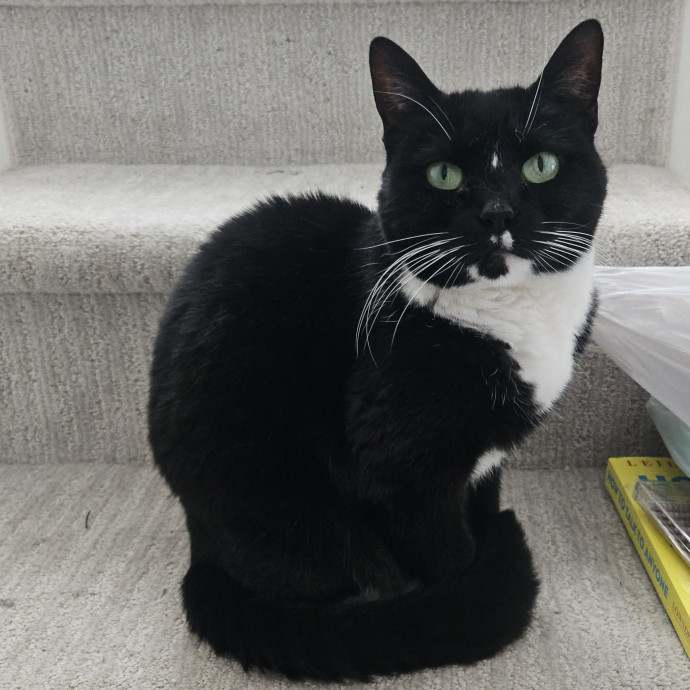 Blue Ribbon Cat Sitter Of Queen City