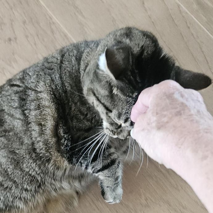 Blue Ribbon Cat Sitter Of Queen City