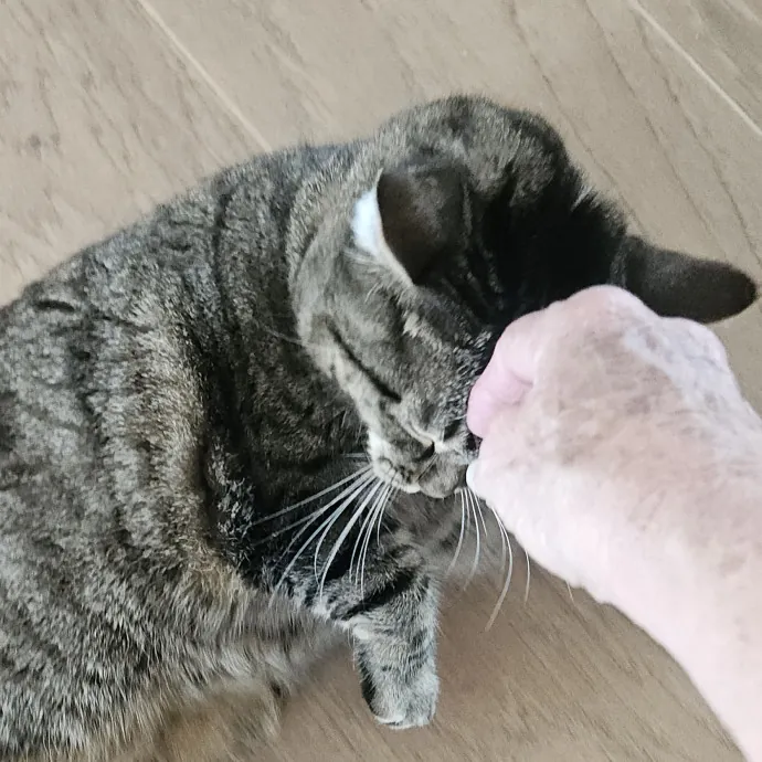 Blue Ribbon Cat Sitter Of Queen City